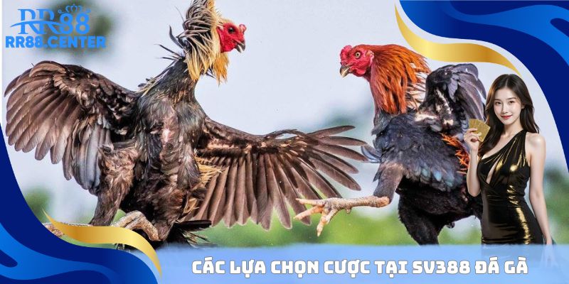 Các lựa chọn cược tại SV388 đá gà