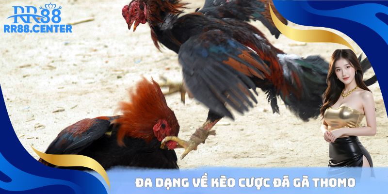 Đa dạng về kèo cược đá gà Thomo