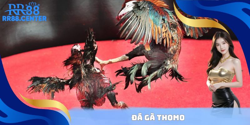 Đá gà Thomo