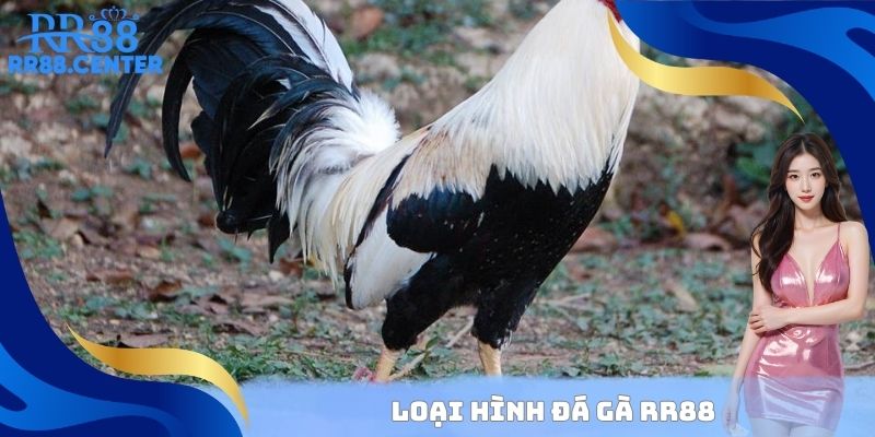 Loại hình đá gà RR88