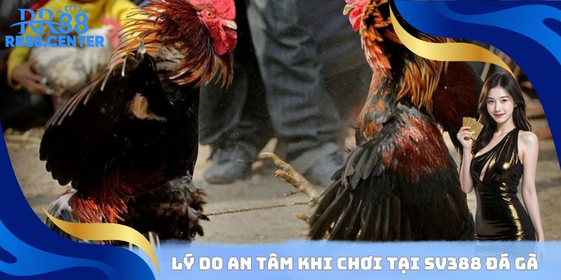 Lý do an tâm khi chơi tại SV388 đá gà