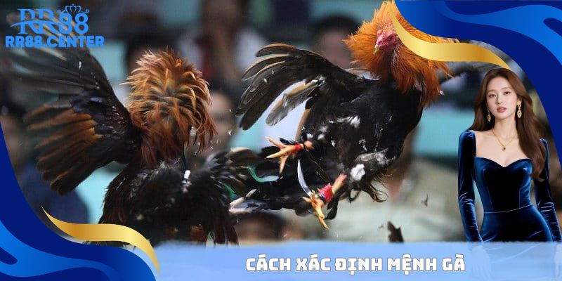 Cách xác định mệnh màu mạng đá gà chi tiết nhất