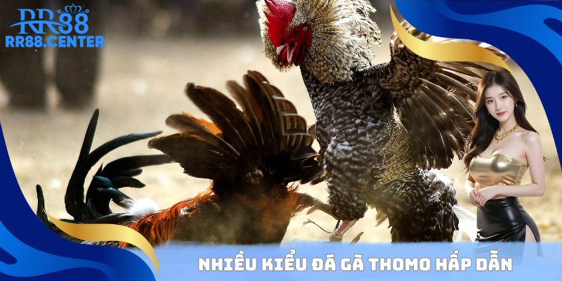 Nhiều kiểu đá gà Thomo hấp dẫn