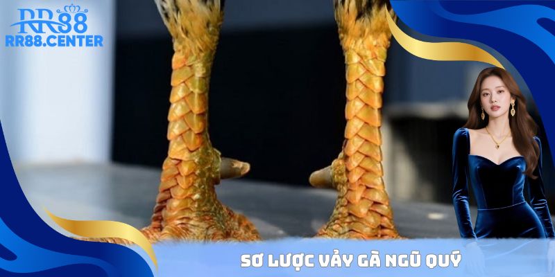Sơ lược vảy gà ngũ quý