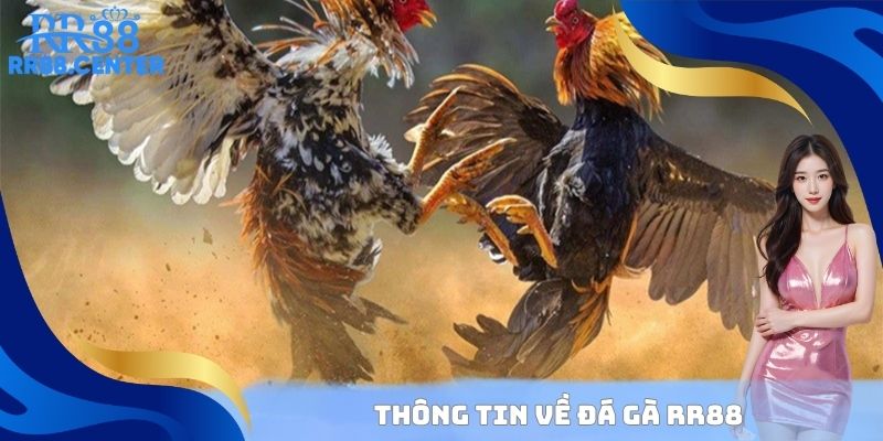 Thông tin về đá gà RR88