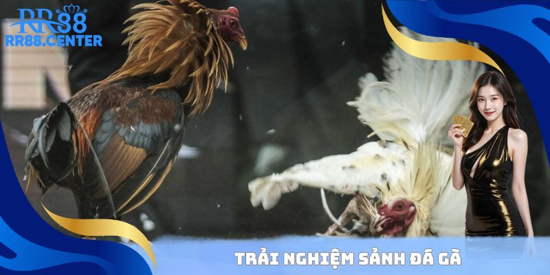 Trải nghiệm sảnh đá gà